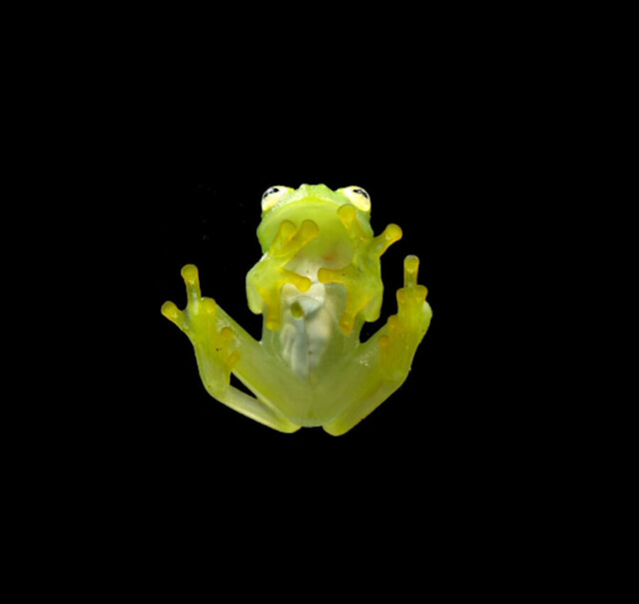 Glass frog