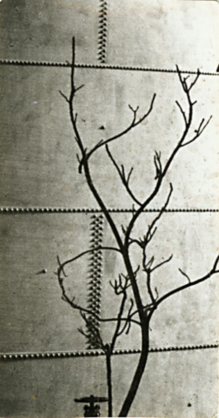 André Kertész, ‘Modernist Tree Study against a Riveted Metal Tank’, 1923c/1923c