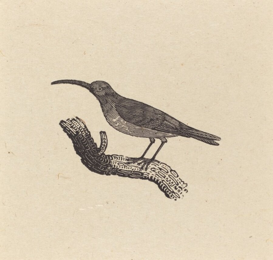 A Bird