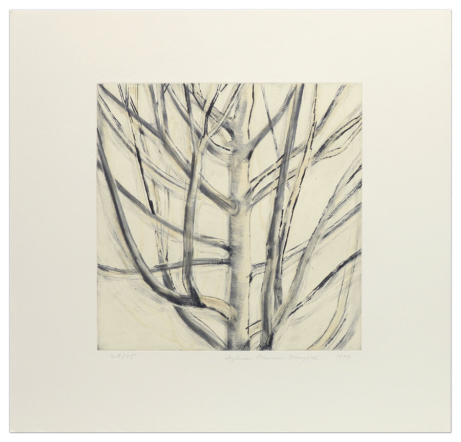 Untitled (Maple Tree)