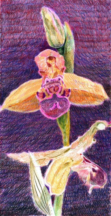 Anthony Cudahy, ‘Ophrys Apifera’, 2020