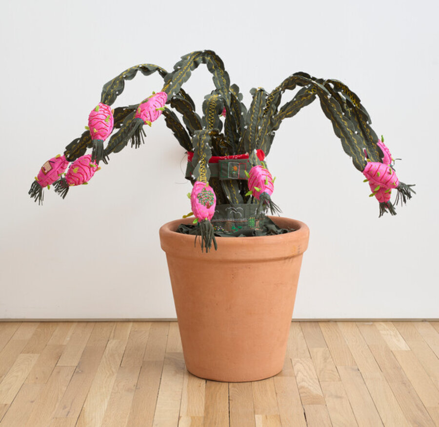 Space in Between – Pitaya (Esther Garcia Martinez)