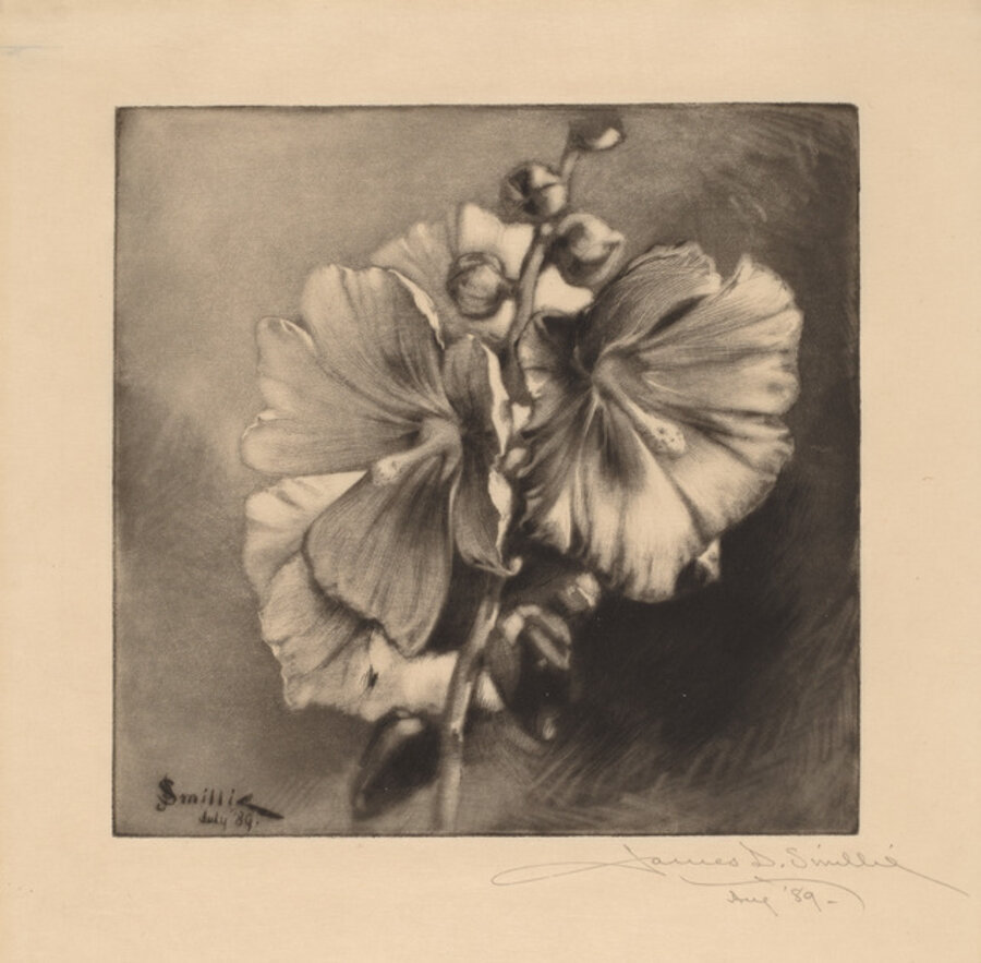 Single Hollyhocks
