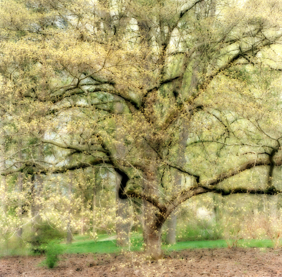 Bernheim Arboretum, Kentucky (4-08-15c-4)