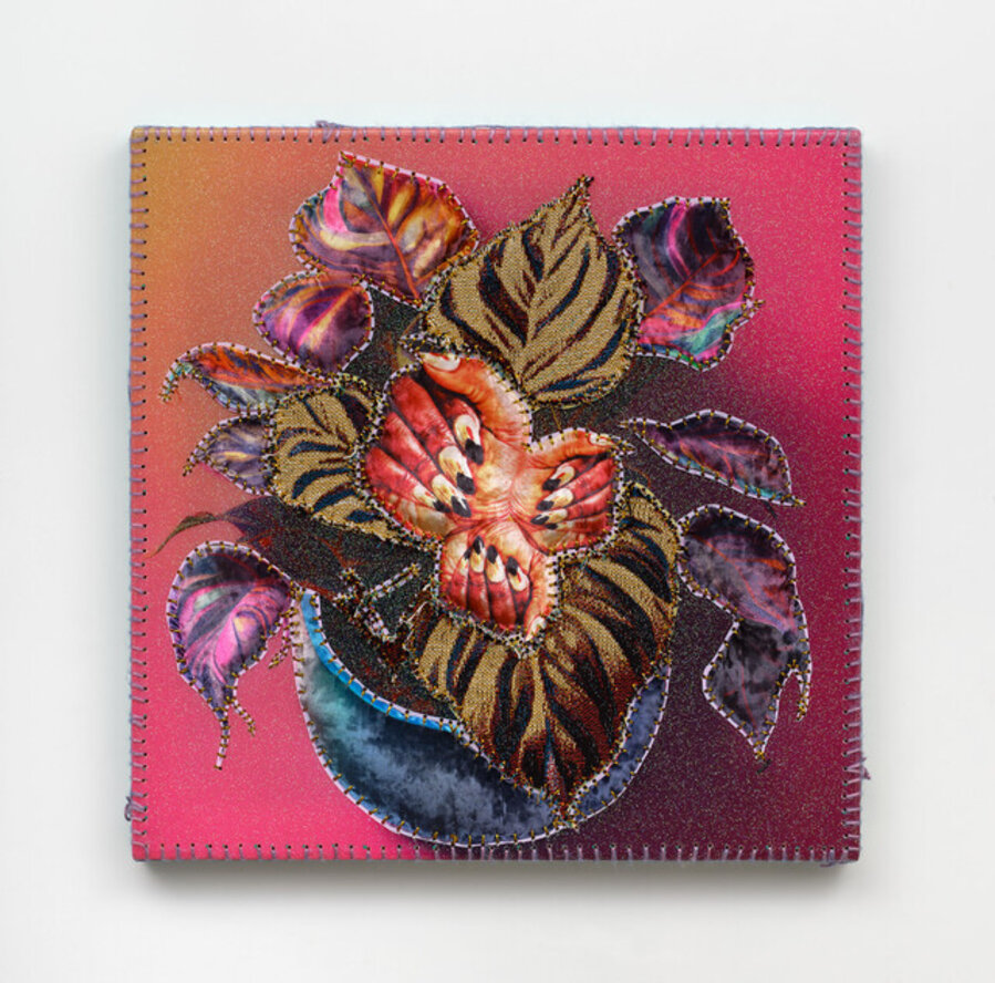 Calathea Fushcia