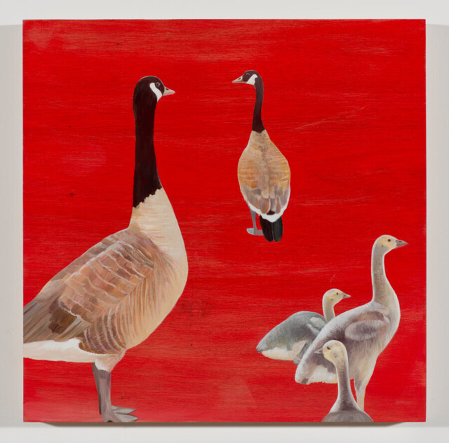 Geese in June