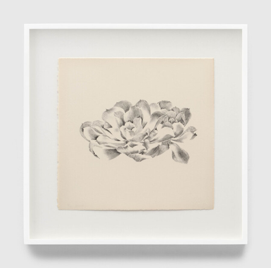 Untitled (TAM.1481, Succulent, from the Portfolio Flowers)