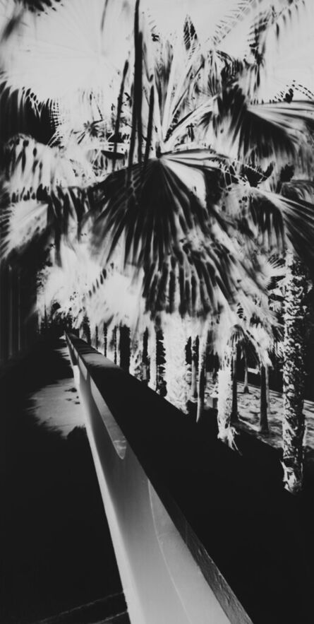 Vera Lutter, ‘Palm Trees: June 19, 2018’, 2018