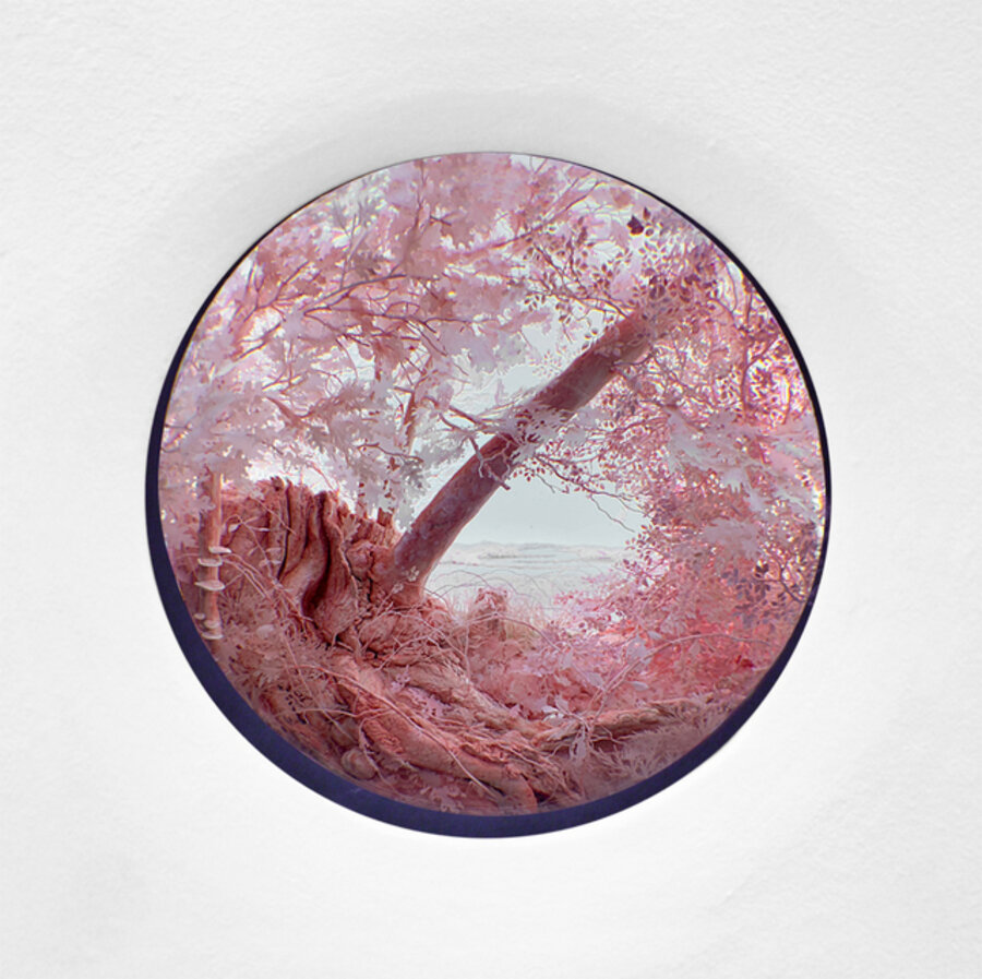 Pink forest with brackets