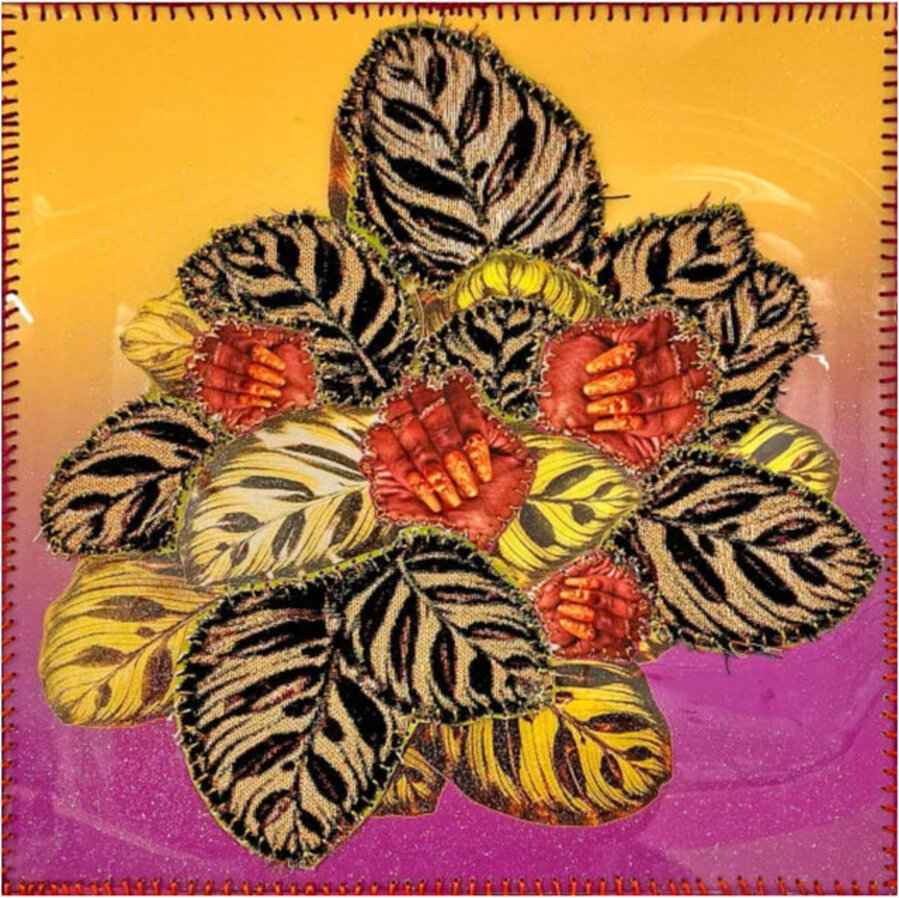 Calathea Tangerine II