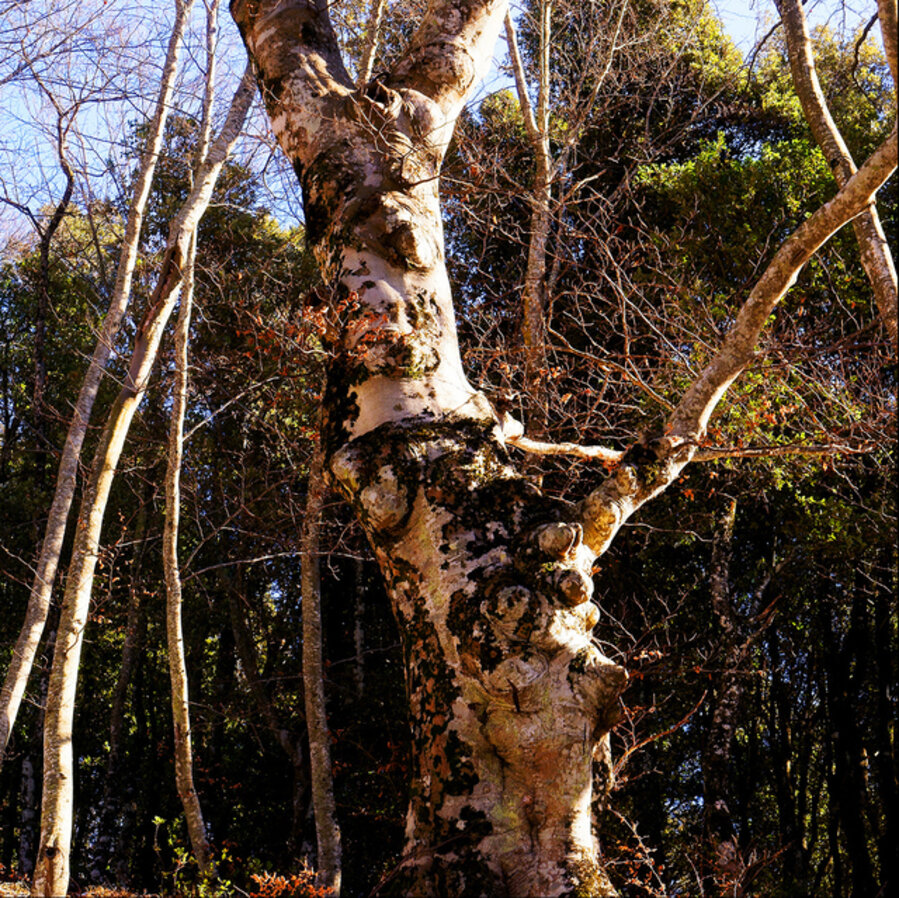La Foresta Magica (work in progress)