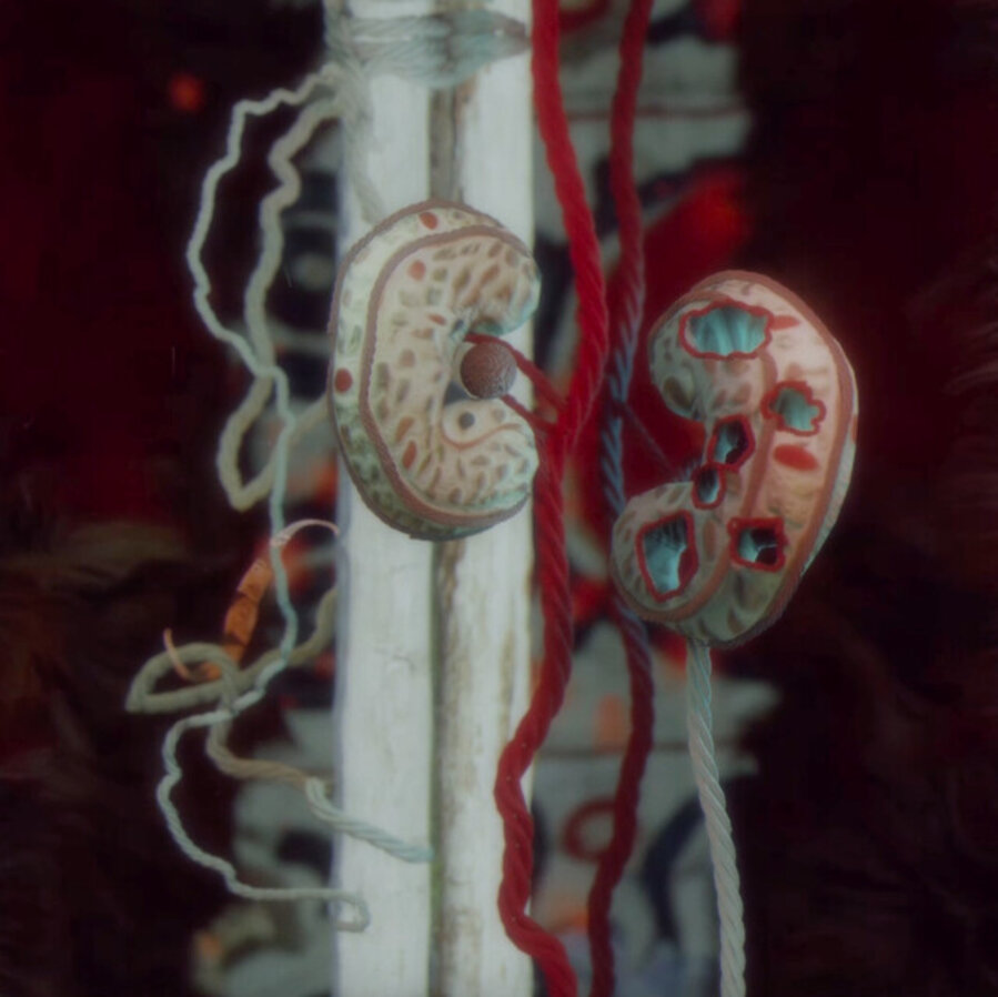 The Kidneys