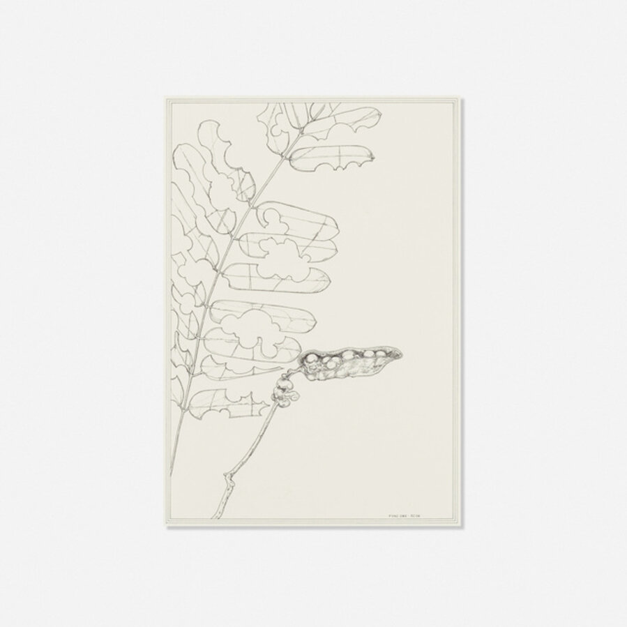 Floral Veins and Conduits: 082