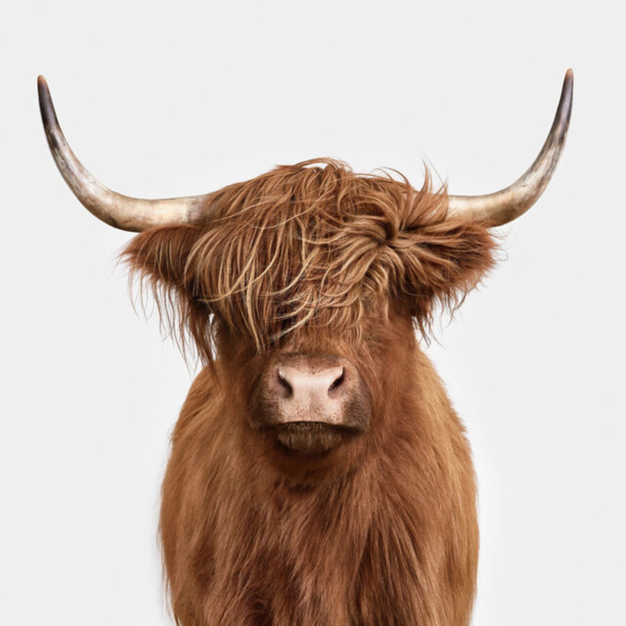 Symphony: Highland Cow No. 4