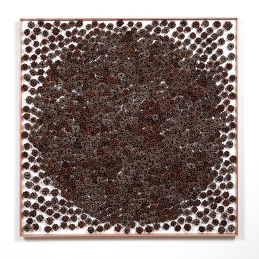 Dark Sun of Eucalyptus Coronata Gumnuts on Board