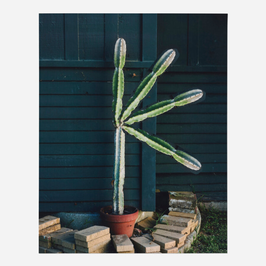 Cactus Action