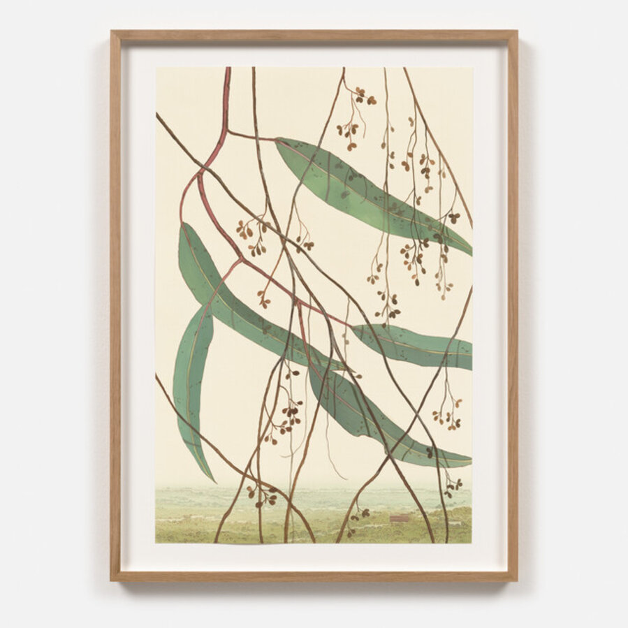 Eucalyptus Leaves 6