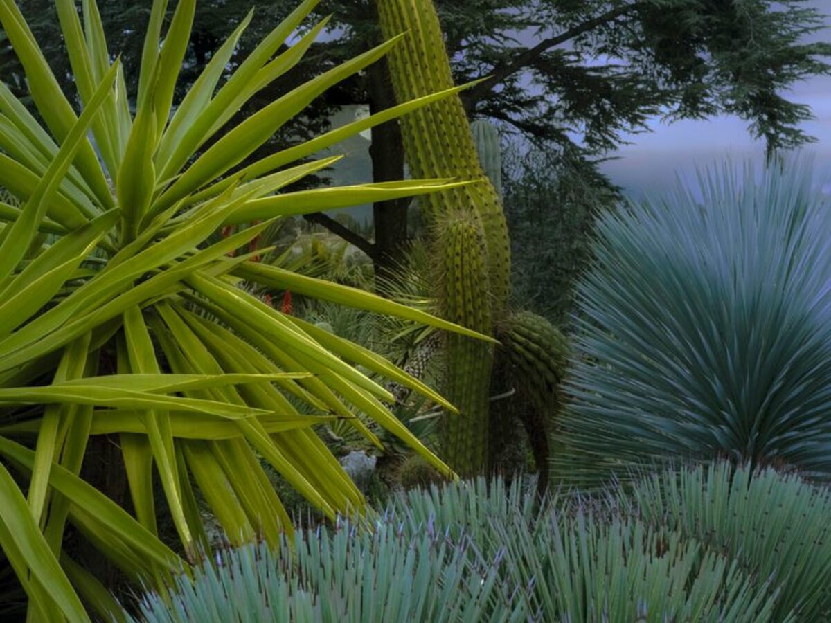 CACTUSMANIA Catalogue
