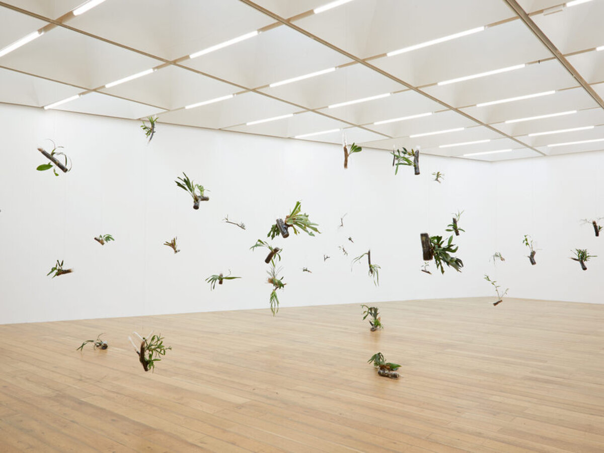 A translucid leaf instead of the eyes Catalogue