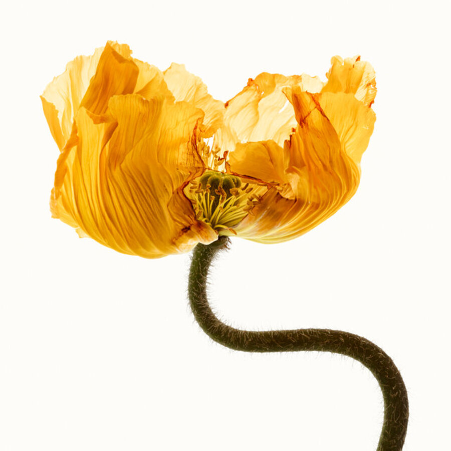 Flower Study 7