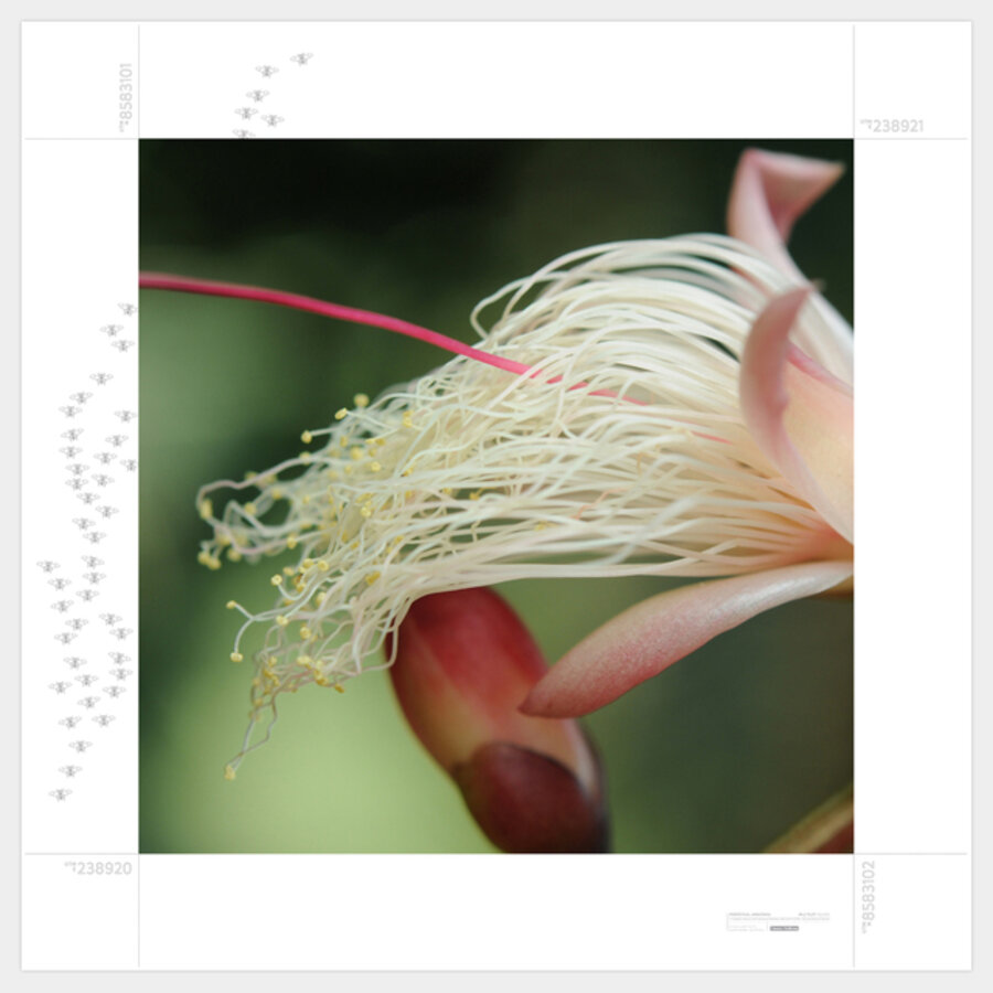 Perpetual Amazonia (MLC Plot 00,0005 | one metre square | S12 48 21.6 W71 24 17.6)