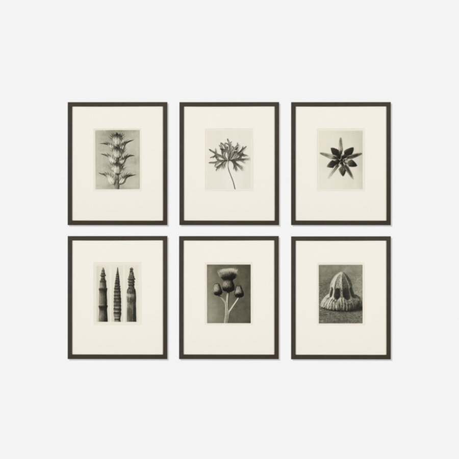 Six Works from Wundergarten Der Natur