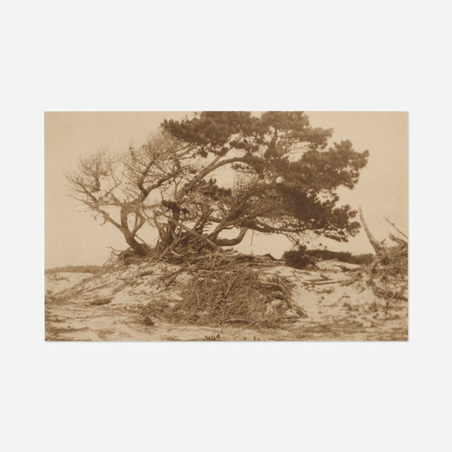 Cypress in Sand Dunes, Pacific Grove