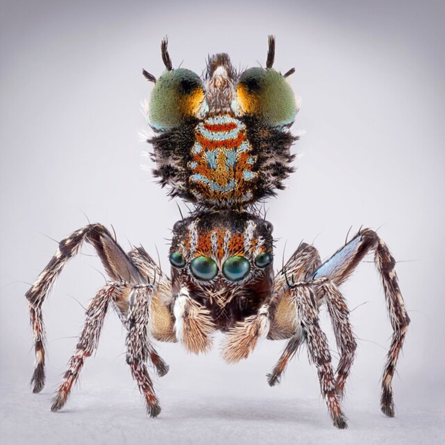 Spiders of Paradise: Maratus plumosus