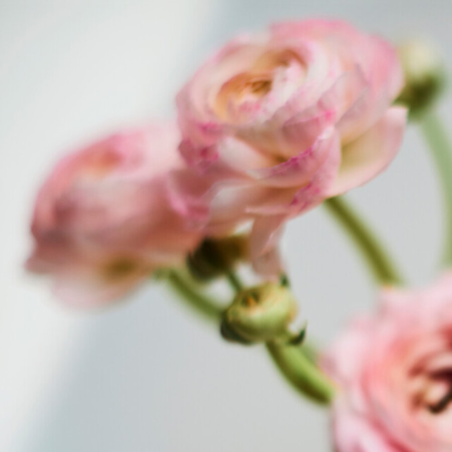 Peonies Two 021