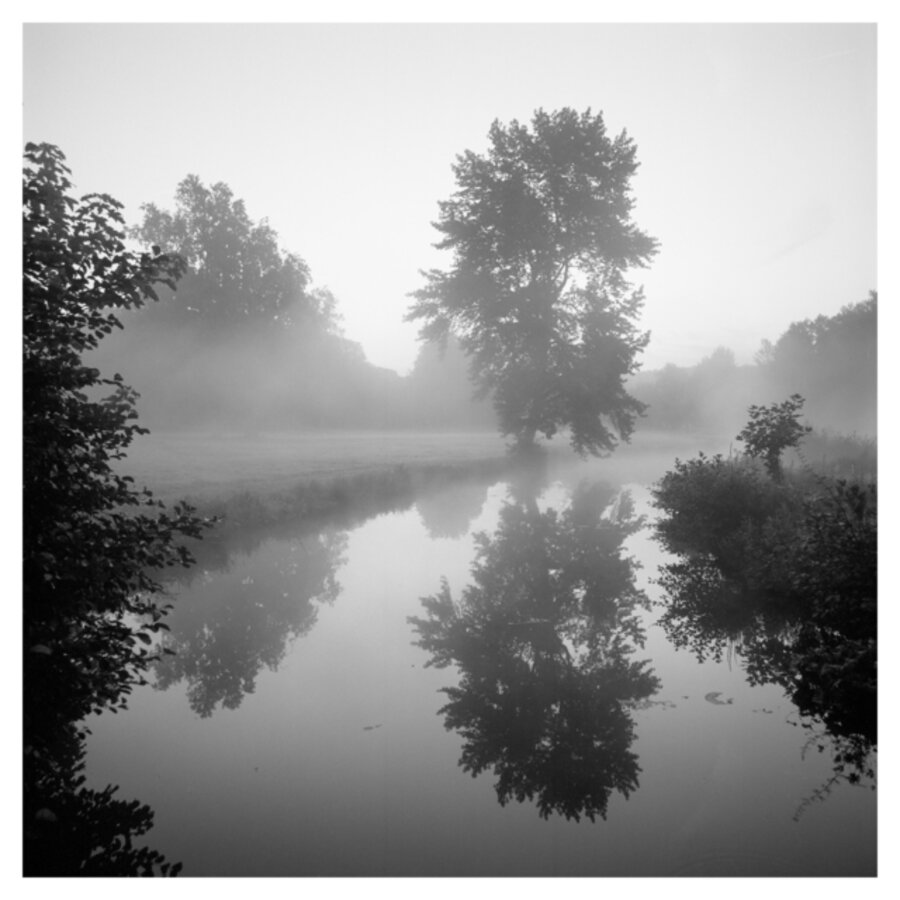 Untitled (Tree)