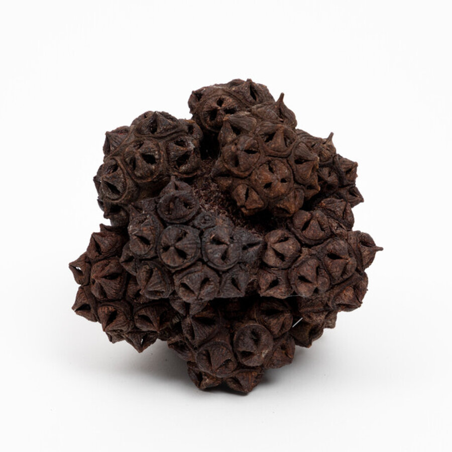 Eucalyptus lehmannii Gumnut Sphere