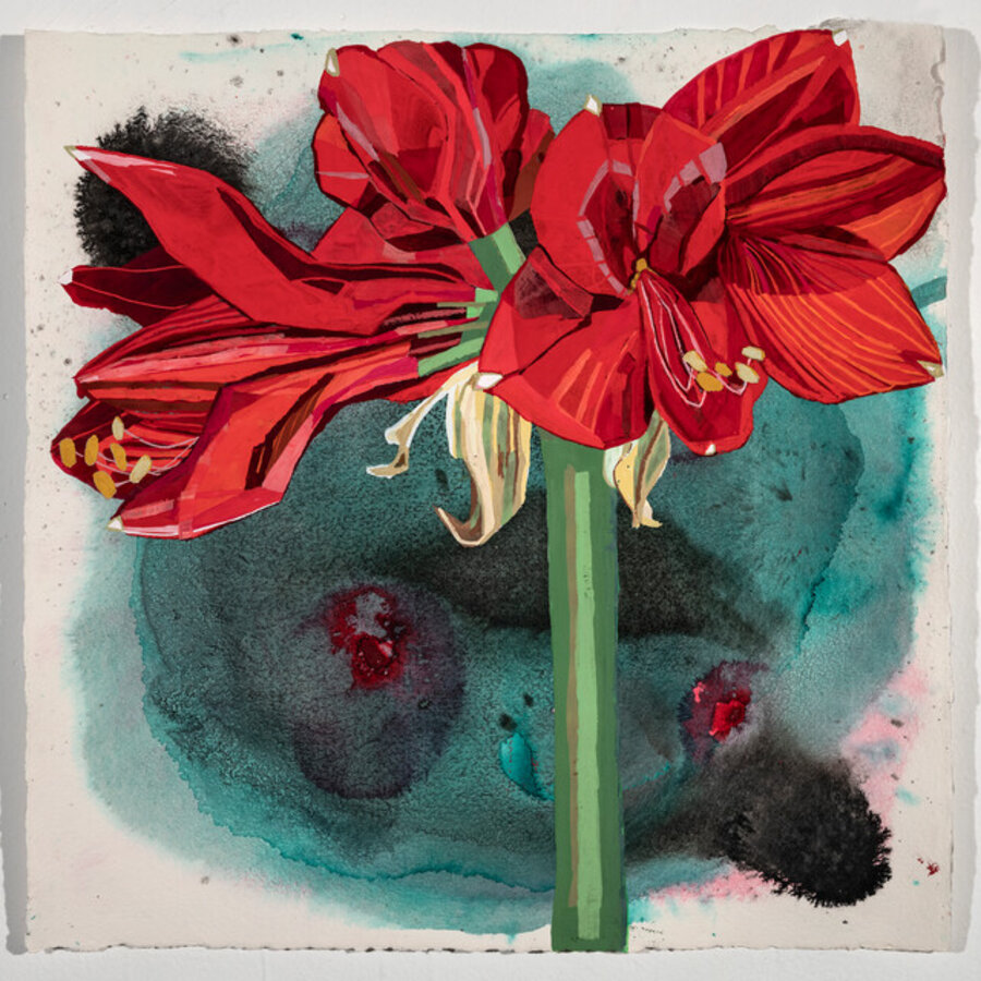 Amaryllis