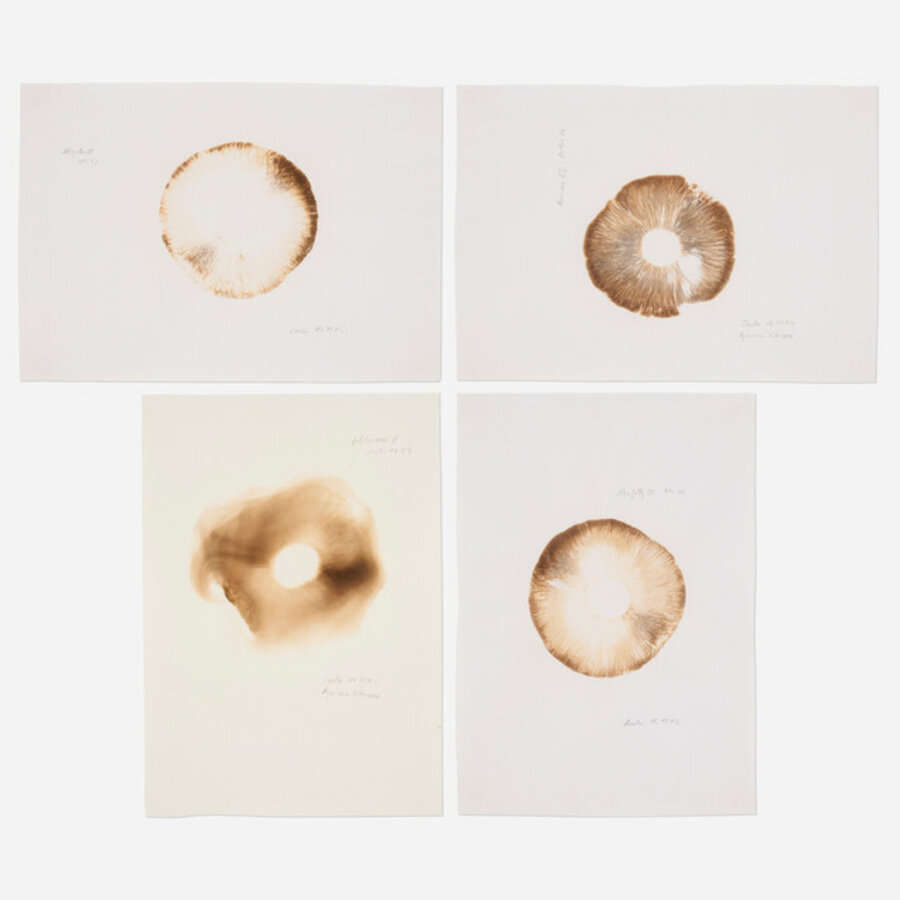 Agaricus bitorquis (four works)