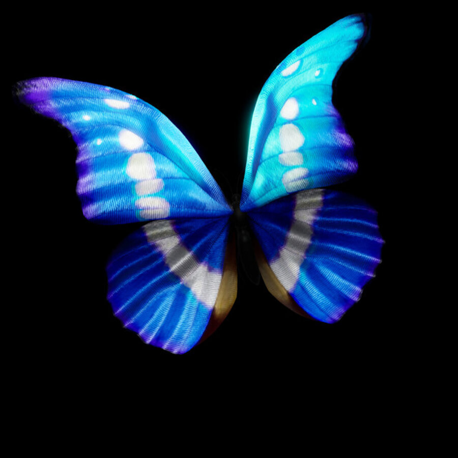 Solo, Morpho Helena