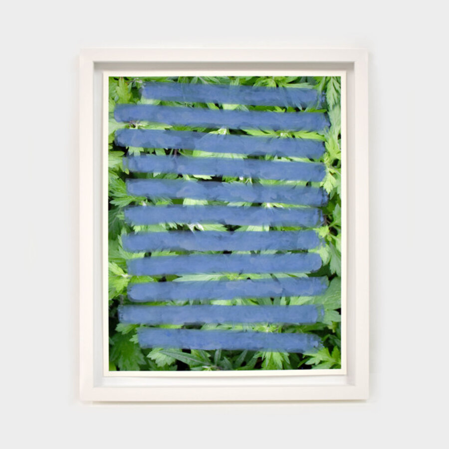 Mugwort (Chrysanthemum weed) Blue