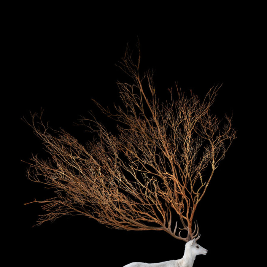 Stag Portrait With Branches