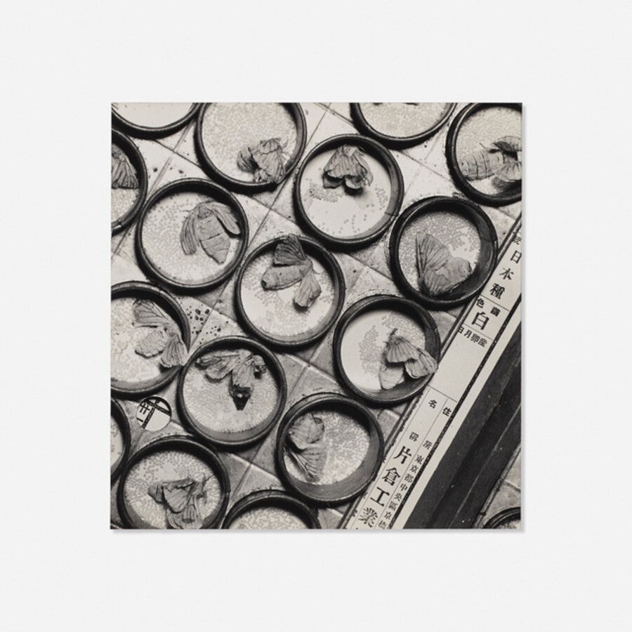 Silk worms on grid, Japan