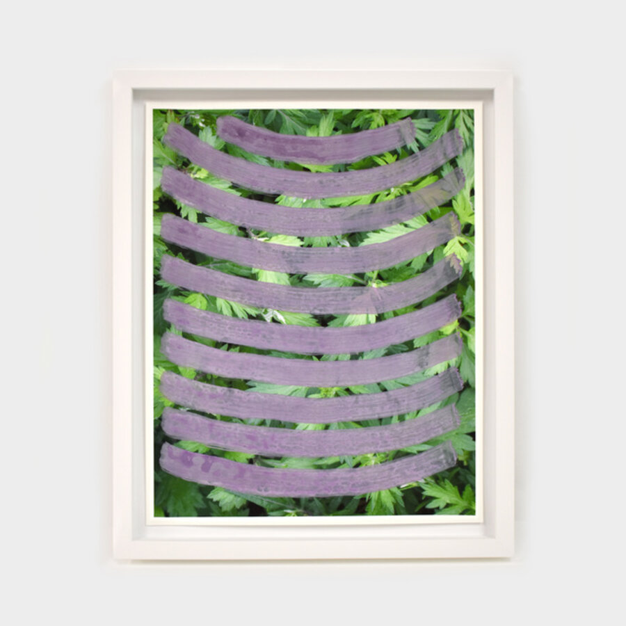 Mugwort (Chrysanthemum weed) Violet