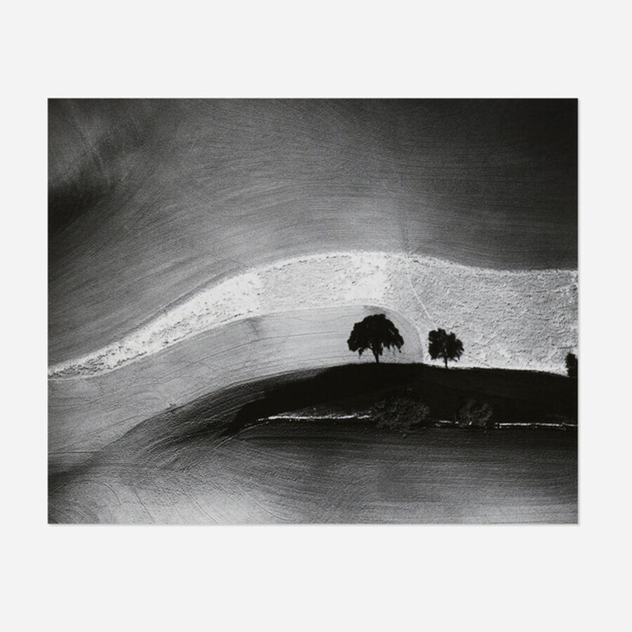 Two Trees on Hill with Shadows, Paso Robles, CA