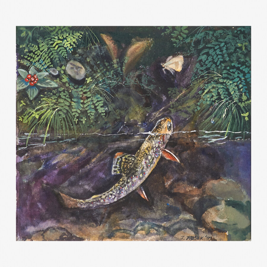 Small Brookie Chasing Moth
