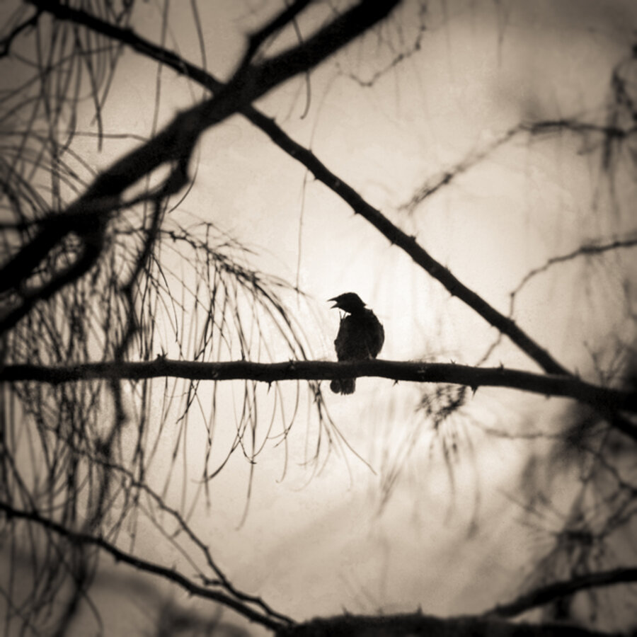 Beak of the Finch