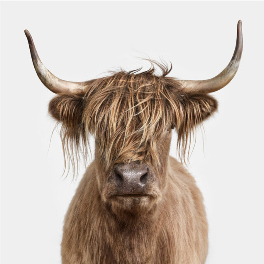 Hazel: Highland Cow No. 5