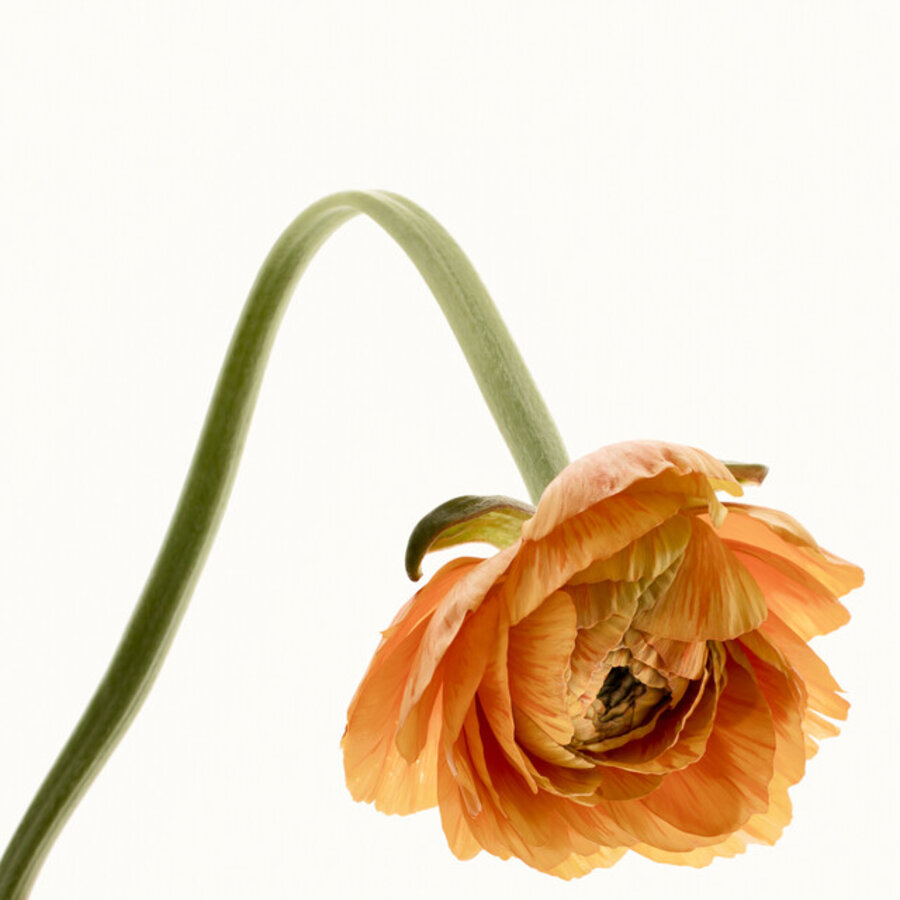 Flower Study 8