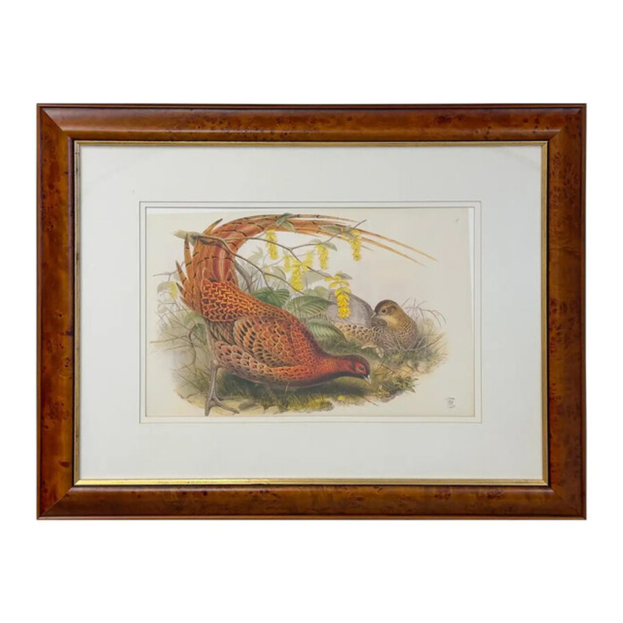 John Gould Pheasants "Phasianus Soemmeringii " Large Lithograph, Framed