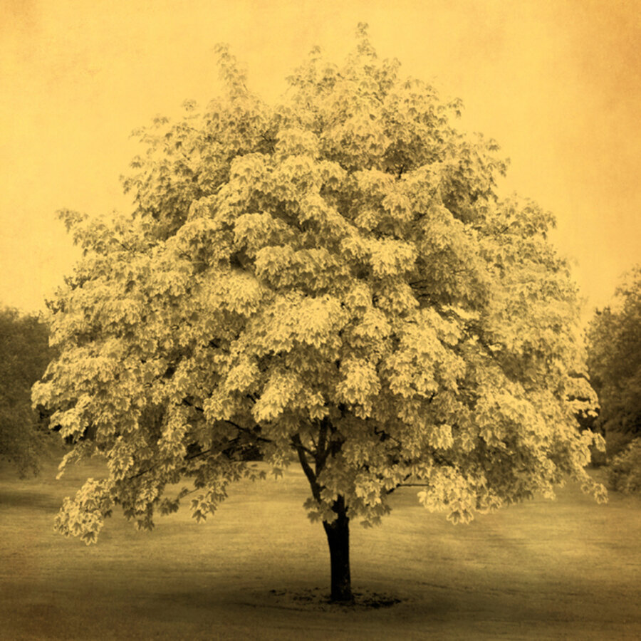 Blooming Tree