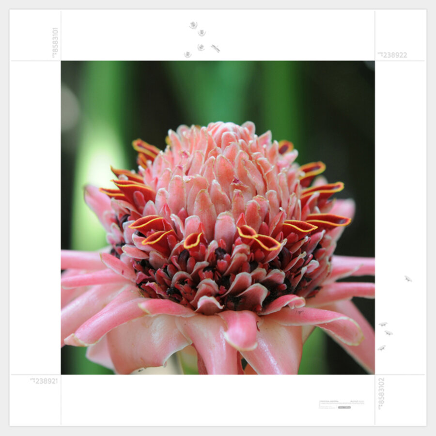 Perpetual Amazonia (MLC Plot 00,0006 | one metre square | S12 48 21.6 W71 24 17.6)