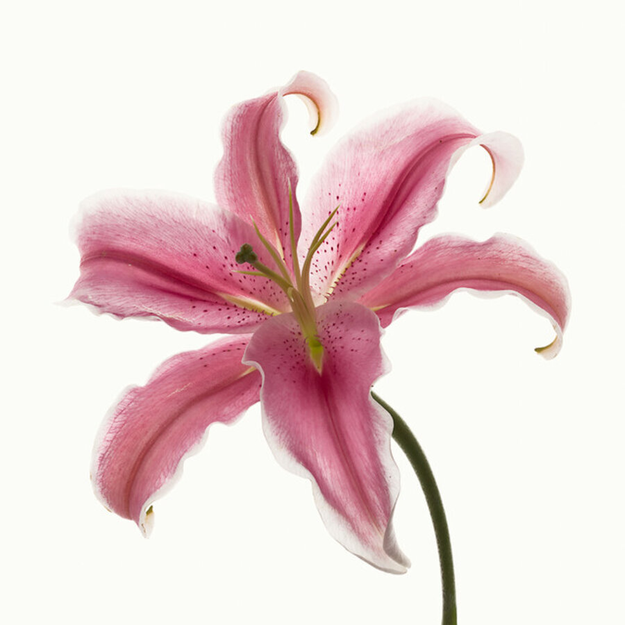 Flower Study 15
