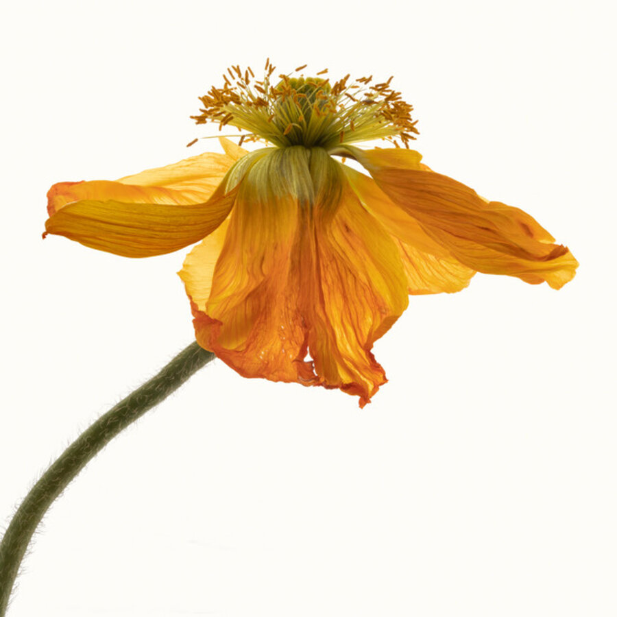 Flower Study 16