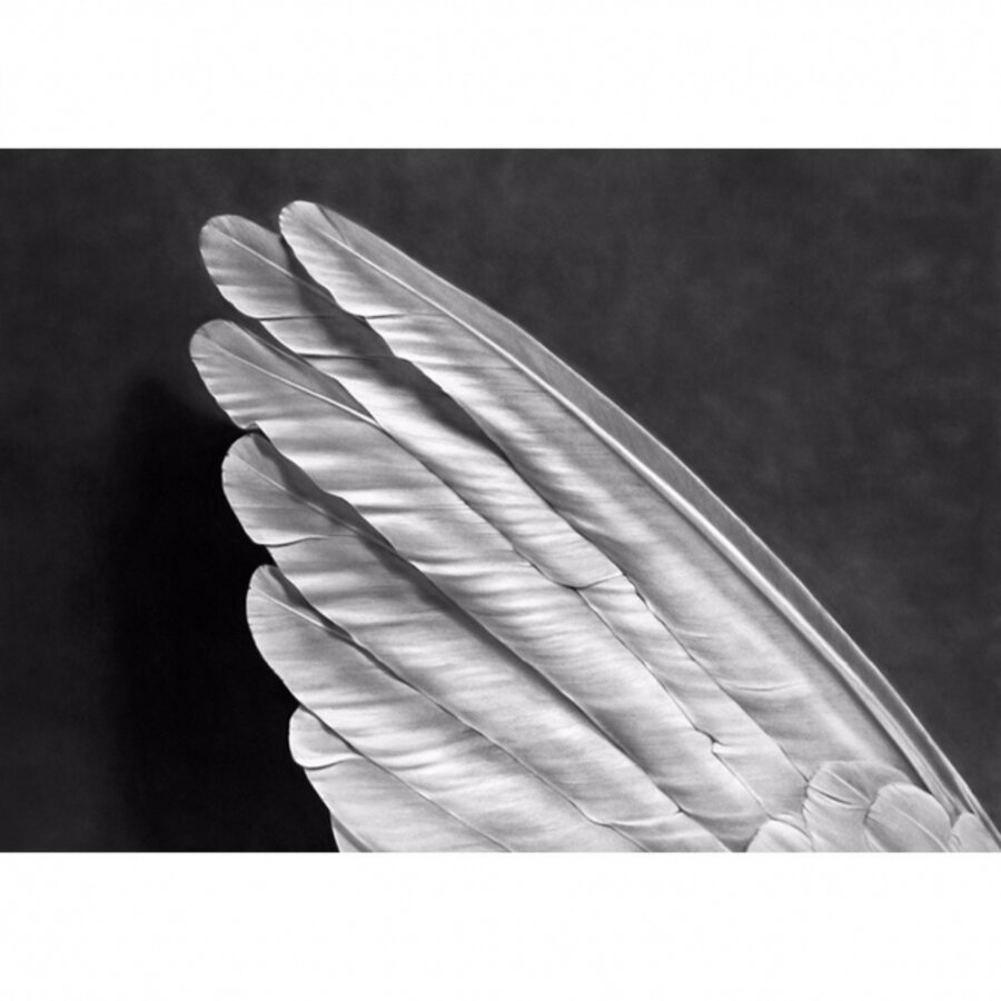 Angel's Wing (small)