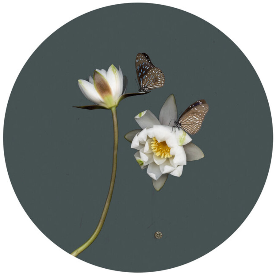 Untitled (Butterfly 1)